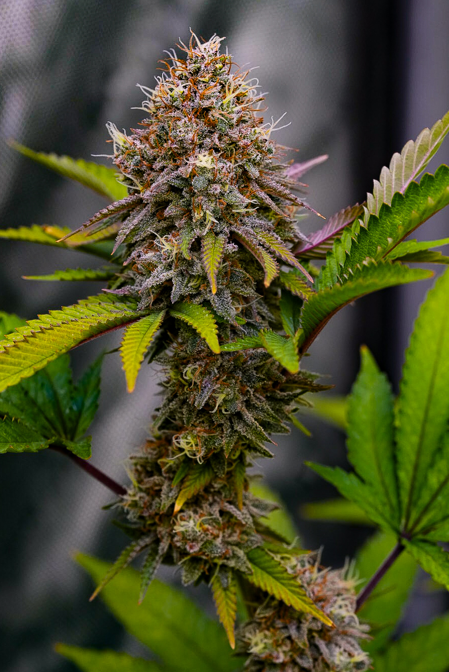 The Green Fairy #2