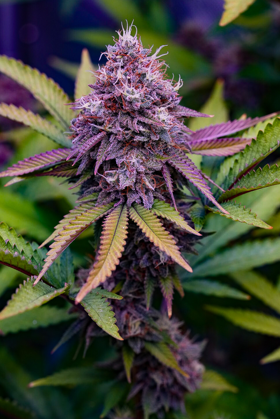 The Green Fairy