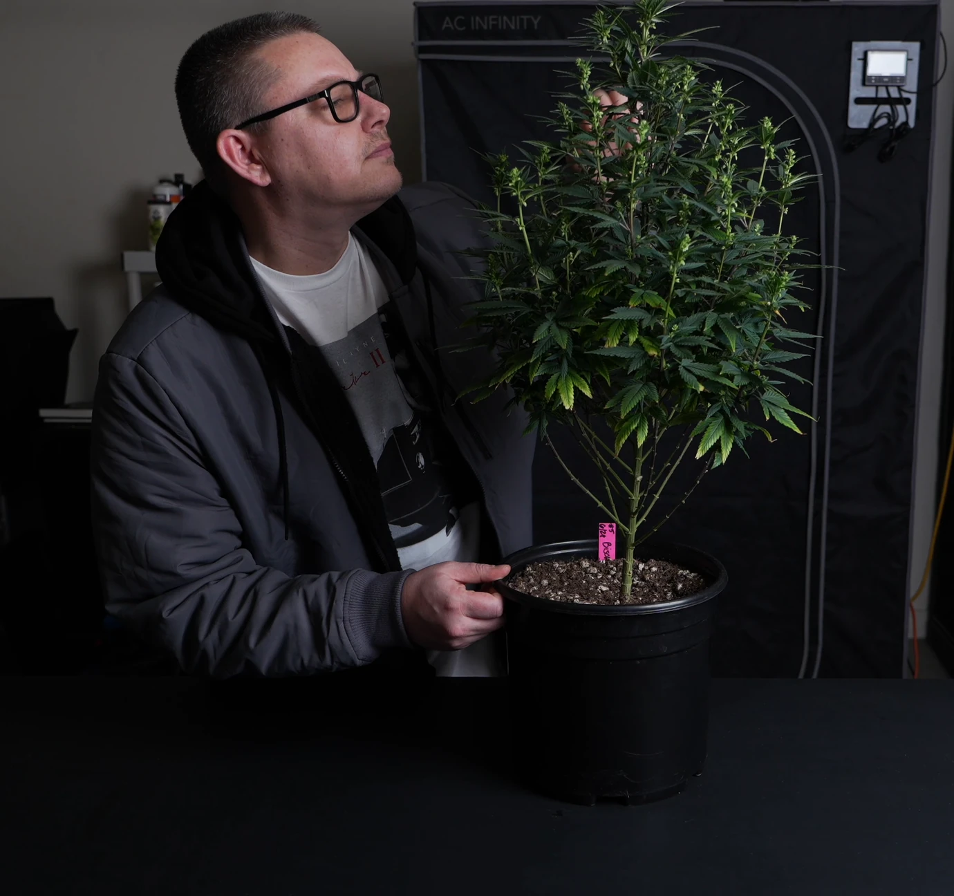 Joint the Huntsman examining a flowering male plant